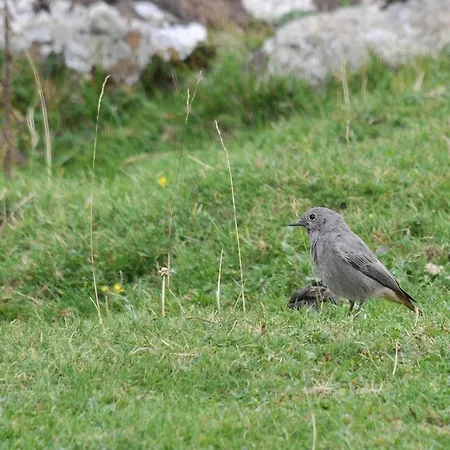 Au Primerose מלון 2*