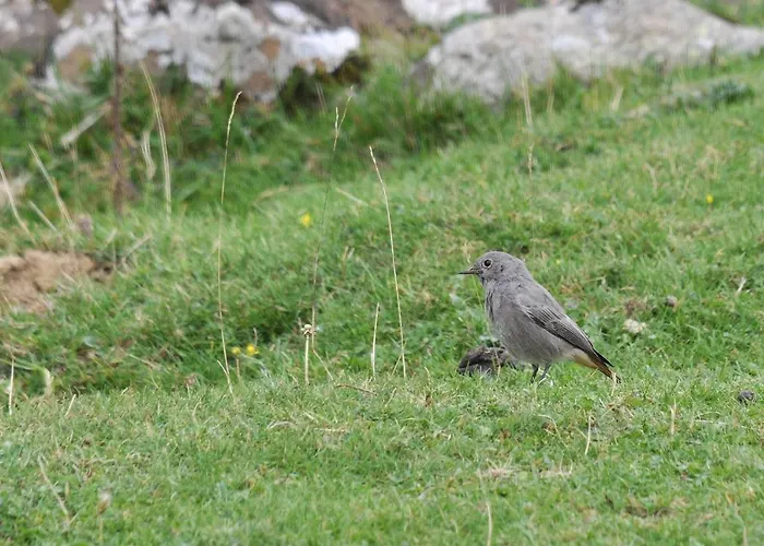 Au Primerose Hotel 2*